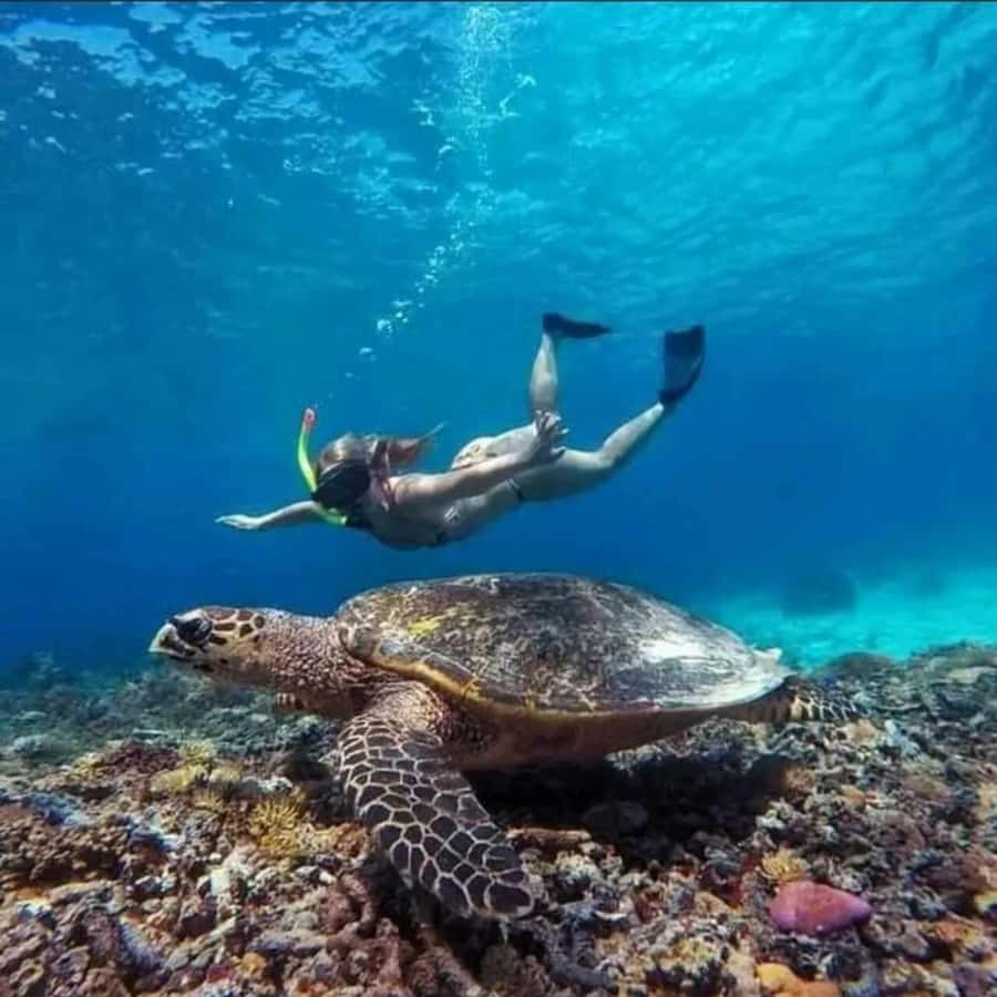 Lombok : Gili Islands Private Snorkeling Tour - Private Tour Rhythm: How the Day Flows Without Feeling Chaotic