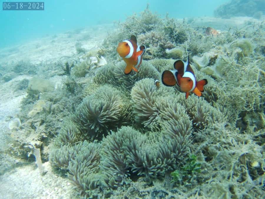 Lombok: Gili Nanggu, Tangkong, Sudak, and Kedis Islands Tour - Why this Lombok Gili hopping day feels worth $49
