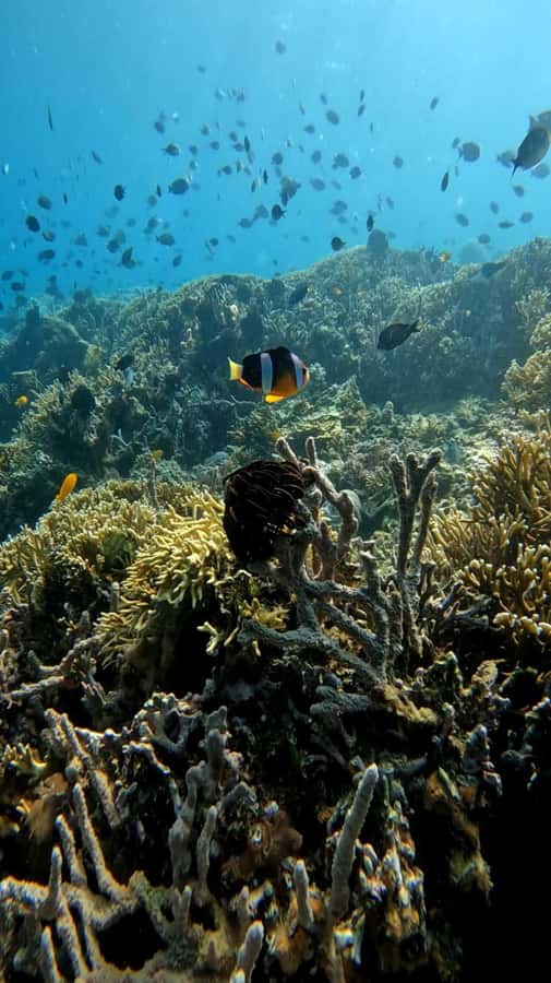 Lombok: Gili Nanggu, Tangkong, Sudak, and Kedis Islands Tour - Who should book, and who should pass