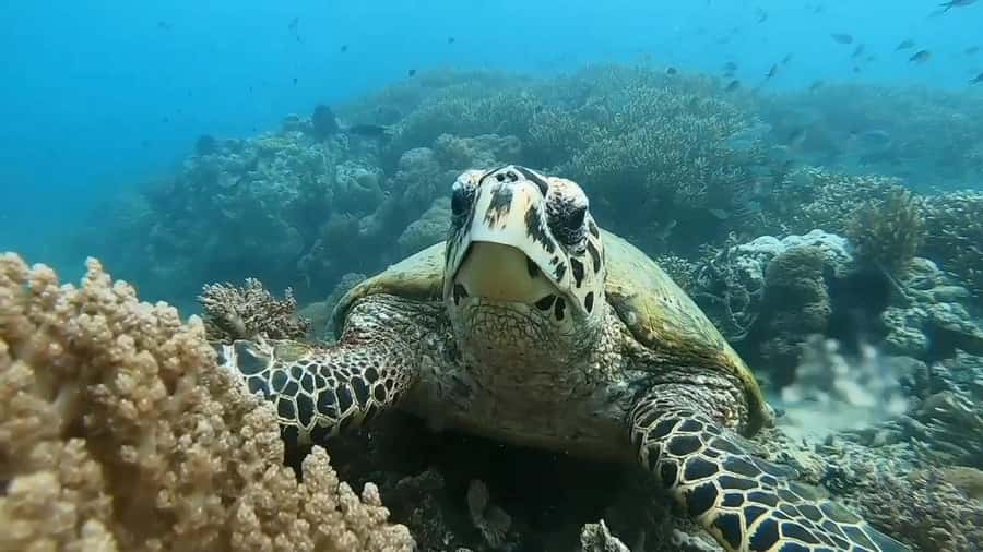 Lombok: Gili Rengit, Gili Gede, and Gili Layar Island Tour - Who this tour suits best, and who should skip it