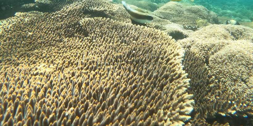 Lombok Pink Beach Boat Trip : Snorkeling & Relaxing - Gili Petelu snorkeling: great reefs, but sea life can change what you see