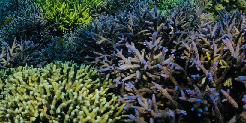 Lombok:Privat Snorkeling Gili Nanggu,Gili Sudak,Gili Kedis. - Gili Nanggu snorkeling: coral, fish, and why the first stop matters