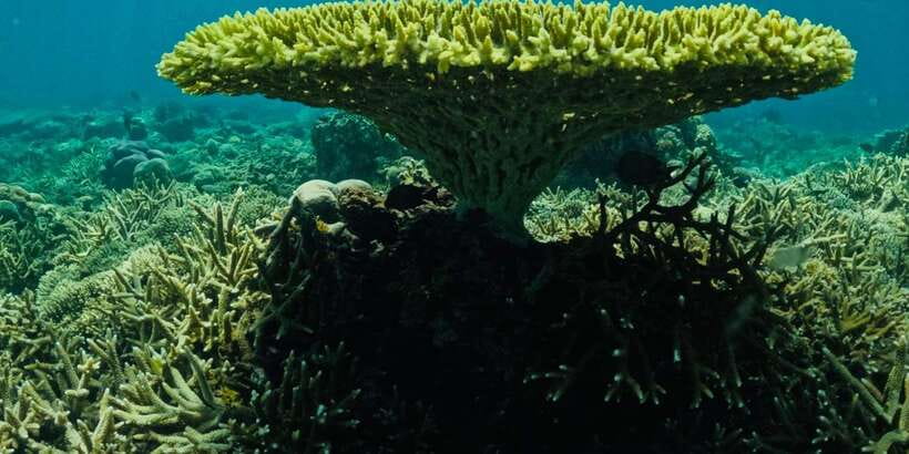 Lombok:Privat Snorkeling Gili Nanggu,Gili Sudak,Gili Kedis. - What private guiding really gives you, from Andy to Wayan