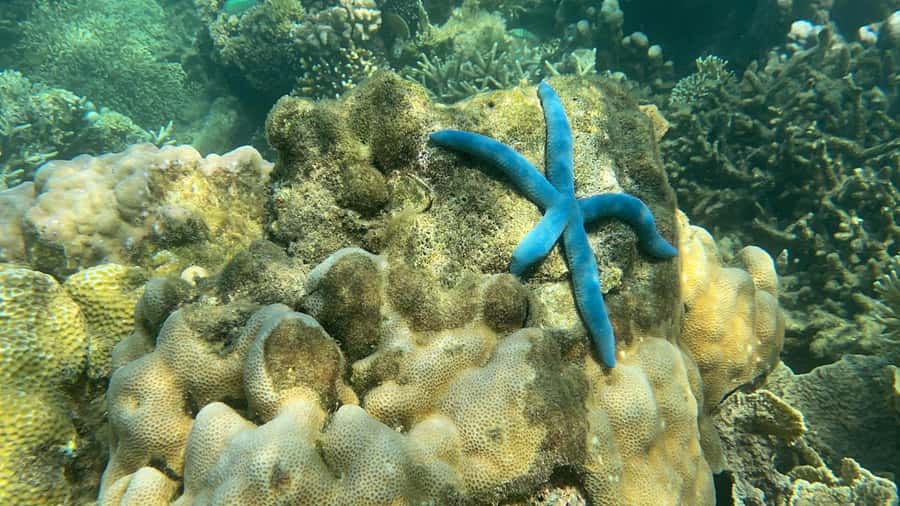 Lombok: Private day trip snorkeling in Secret Island - Stop 3: Gili Goleng for seahorses, Nemo, starfish, and coral