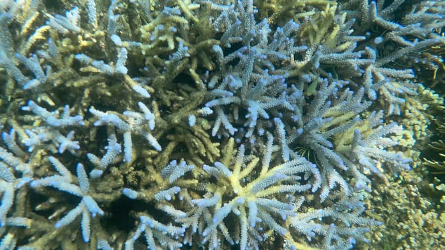 Lombok: Private day trip snorkeling in Secret Island - Price and value: what $67 includes, and why it can be fair