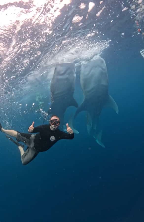 Lombok : Sharing Whale Shark Tour 2 Day 1 Night Sumbawa - Key Things to Know