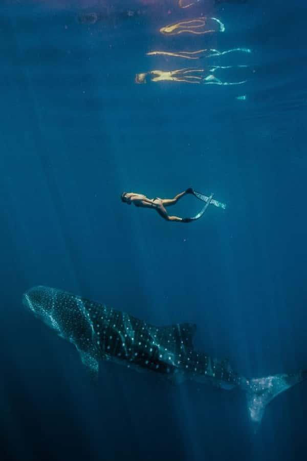Lombok : Sharing Whale Shark Tour 2 Day 1 Night Sumbawa - The big picture: a Lombok to Sumbawa whale shark hunt