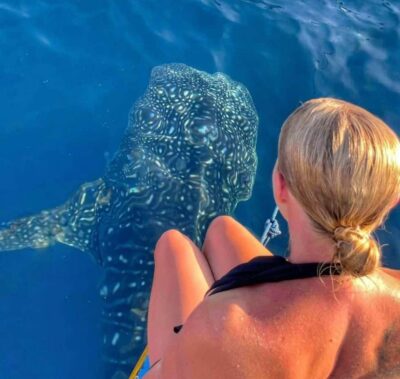 Sharing Whale Shark Tour 2 Day 1 Night Sumbawa