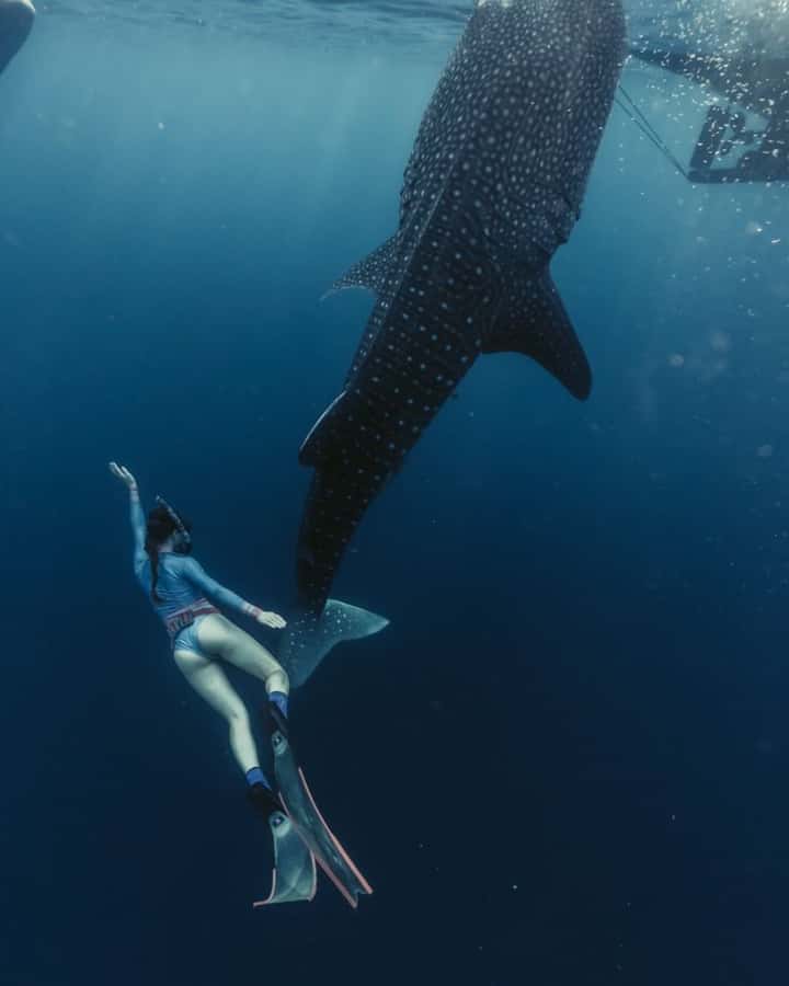 Lombok : Sharing Whale Shark Tour 2 Day 1 Night Sumbawa - Transport reality check: AC comfort, but transit can still be long
