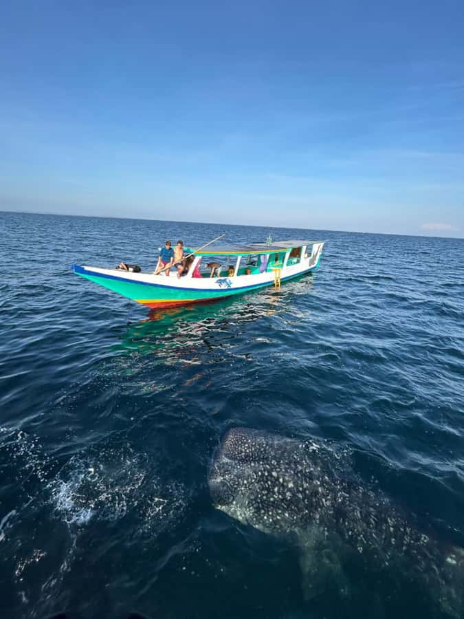 Lombok : Sharing Whale Shark Tour 2 Day 1 Night Sumbawa - Who this tour suits, and who should skip it