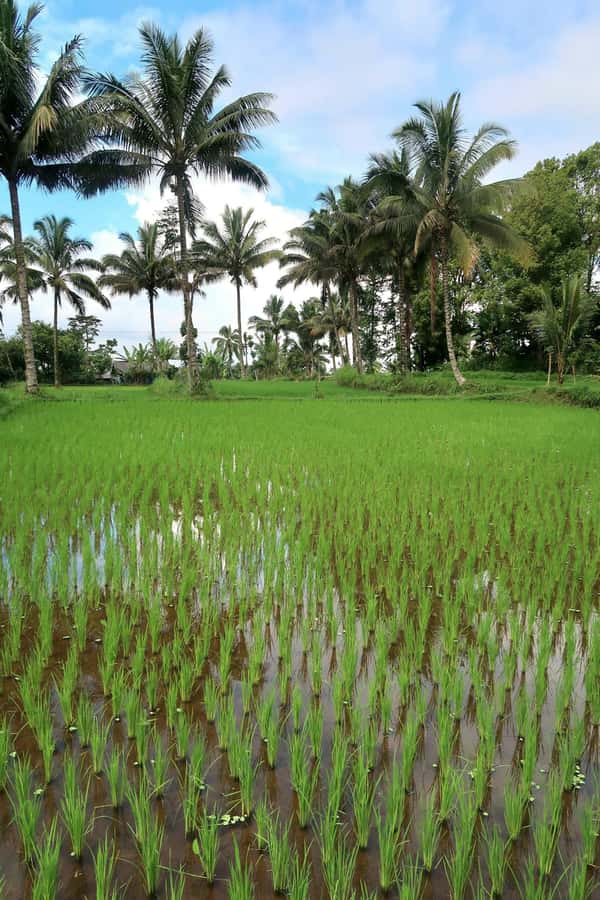 Lombok: Tetebatu Village and Rice Fields Guided Tour - Who This Tour Suits Best, and Who Should Rethink It