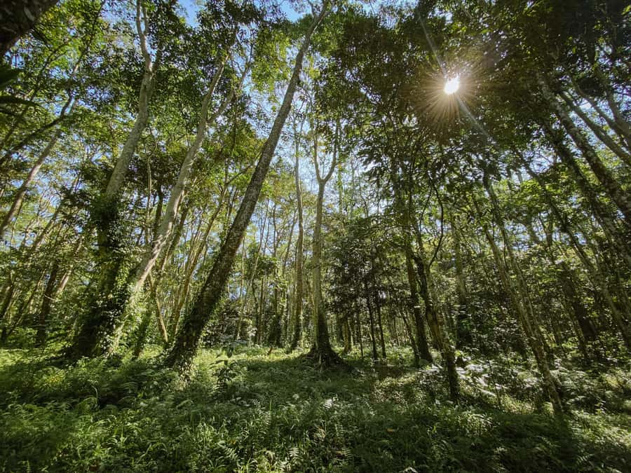 Lombok: Tetebatu Walk, Waterfall, Monkey Forest & Cooking - Should You Book the Lombok Tetebatu Walk, Waterfall, Monkey Forest, and Cooking?