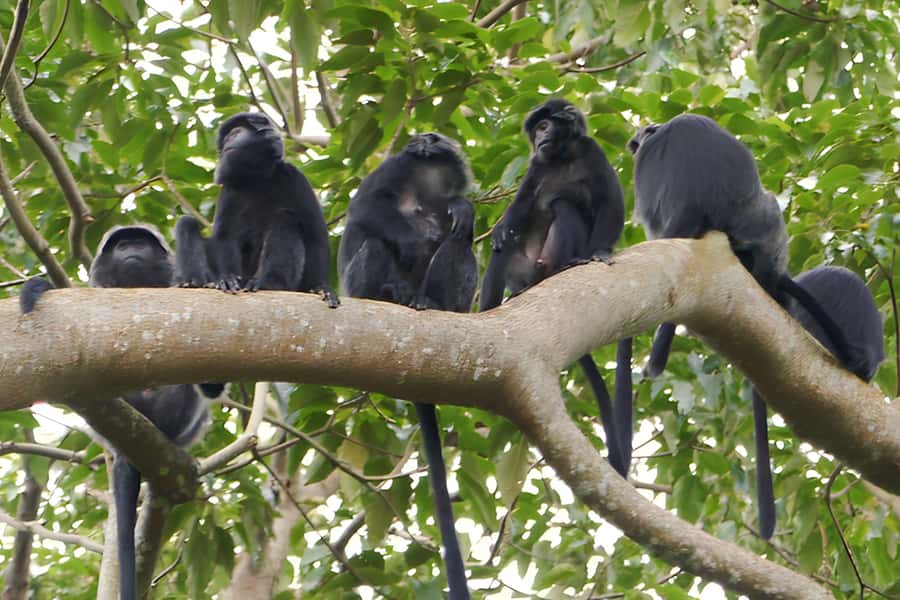 Lombok: Tetebatu Walking Tour with Monkey Forest & Waterfall - Monkey Forest: black and gray monkeys in their real setting