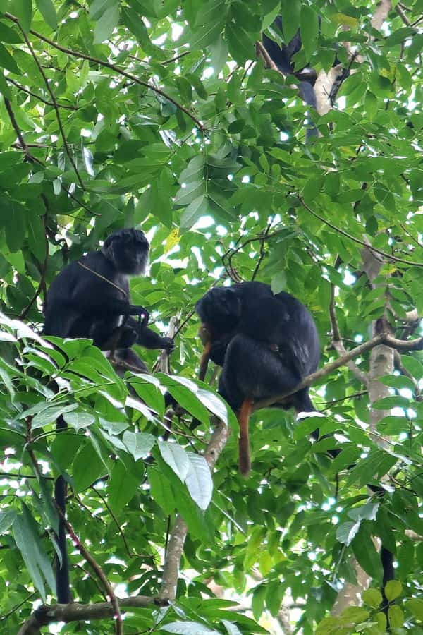 Lombok: Tetebatu Walking Tour with Monkey Forest & Waterfall - Waterfall swim and the stair reality check