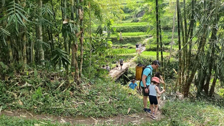 Lombok: Tetebatu Walking Tour with Monkey Forest & Waterfall - Rice-terrace walk with Mount Rinjani in the background