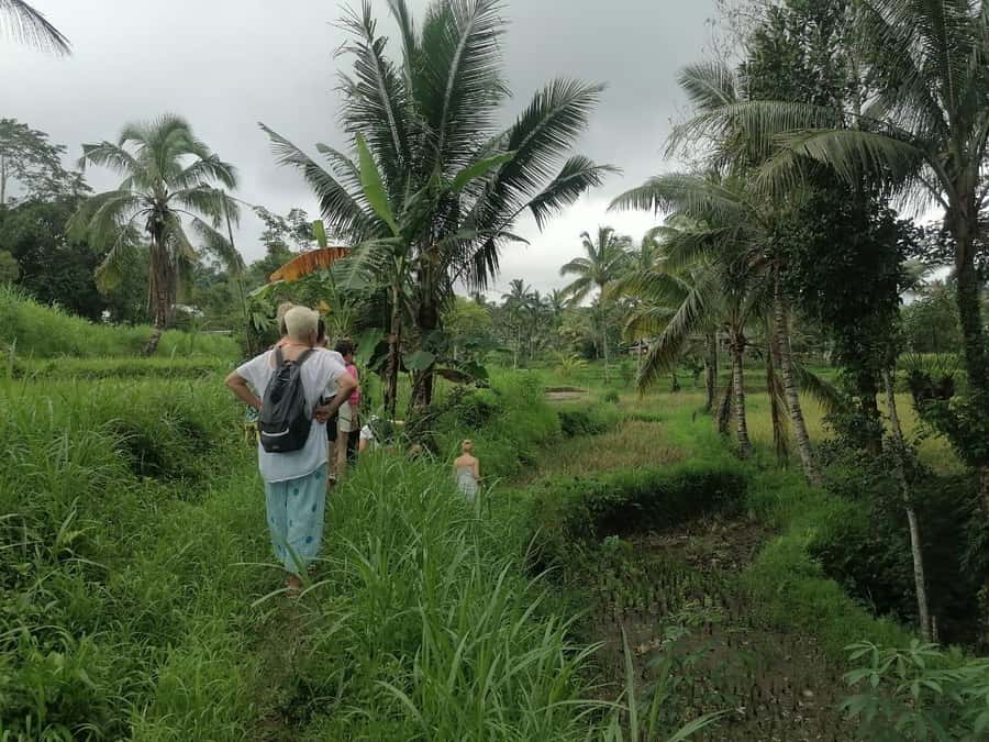 Lombok: Waterfall Benang Kelambu & Rice field Trip - Why Benang Kelambu and Lombok rice terraces feel worth the effort