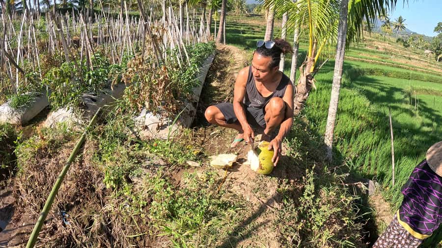 Lombok Waterfall Tour and Panorama Walk - Panorama Walk option: terrace rice fields and shared photo stops