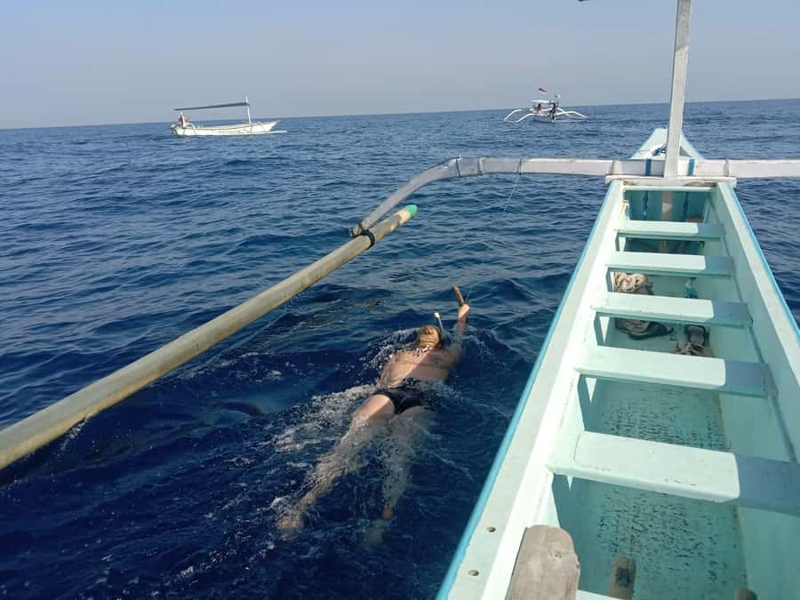 Lovina/BALI : SPECIAL Dolphin Watching,Swimming,Snorkeling - Swimming With Dolphins in a Controlled Setup (What to Expect)