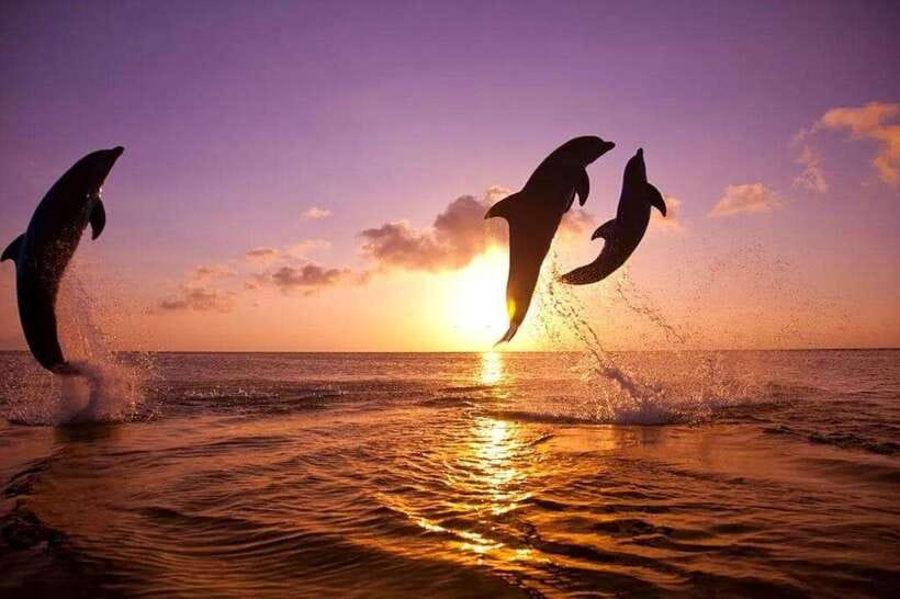 Lovina: Watching Dolphin, Swimming Dolphin Bali Tour - Why Lovina Sunrise Makes Sense for Dolphin Watching