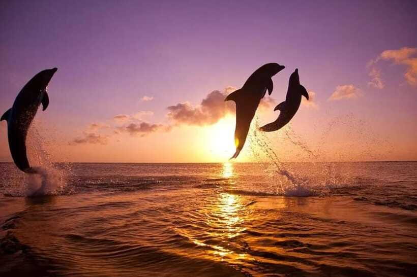Lovina: Watching Dolphin, Swimming Dolphin Bali Tour - What to Bring: Simple Gear That Makes the Morning Easier