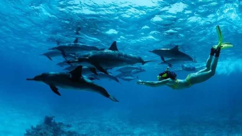 Lovina: Watching Dolphin, Swimming Dolphin Bali Tour - Small-Group Size: Why It Changes the Feel