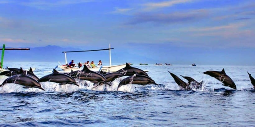 Lovina: Watching Dolphin, Swimming Dolphin Bali Tour - Price and Value: What $17 Gets You in Real Life