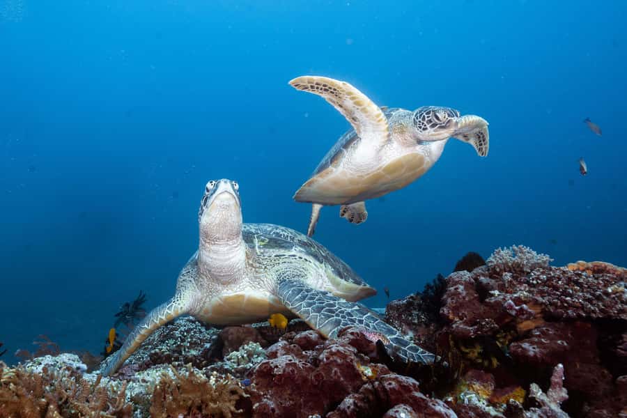 Manta Dive Gili Trawangan: Discover Scuba Diving - Equipment, Wetsuit, and What You Still Need to Bring