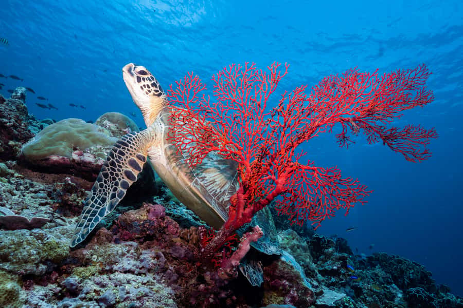 Manta Dive Gili Trawangan: Discover Scuba Diving - Price, Marine Park Fee, and Real Value for First-Timers