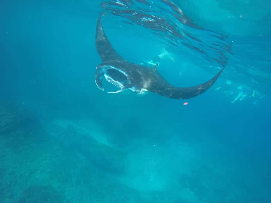 Manta Tour in Nusa Lembongan and Nusa Penida - Quick take: the best parts of this Manta Tour