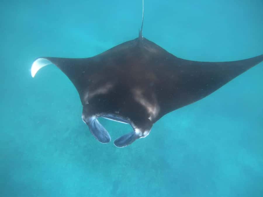 Manta Tour in Nusa Lembongan and Nusa Penida - Manta Bay snorkeling: what you get in the water, and what you should assume