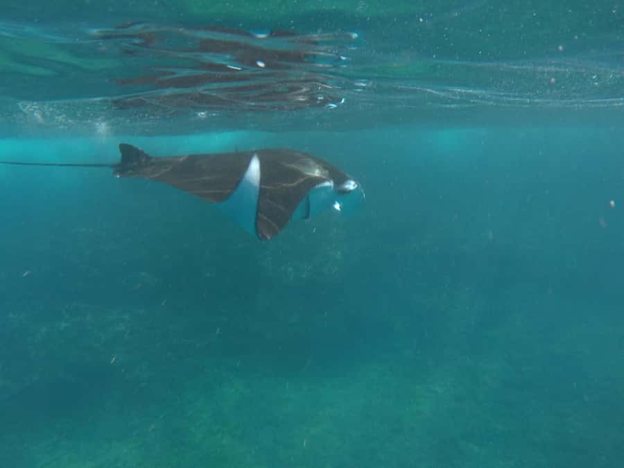 Manta Tour in Nusa Lembongan and Nusa Penida - Getting there from Bali, and how the transfers shape your day