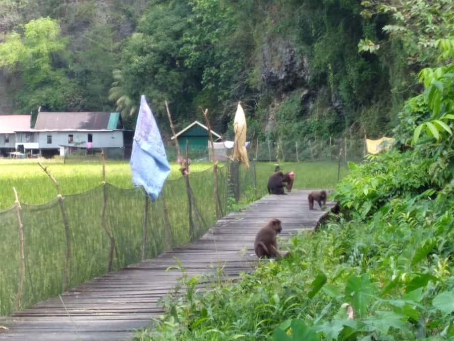 Maros : Rammang Rammang walk & boat trip - Rammang-Rammang: Farmlands, Limestone Walls, and a Short Hike