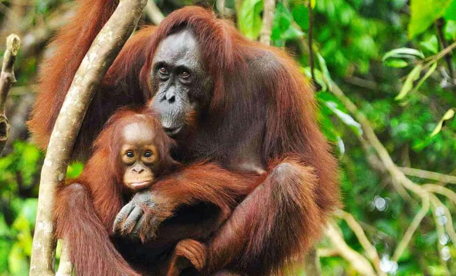 Medan: Mount Leuser National Park Full-Day Trip - Key takeaways before you go