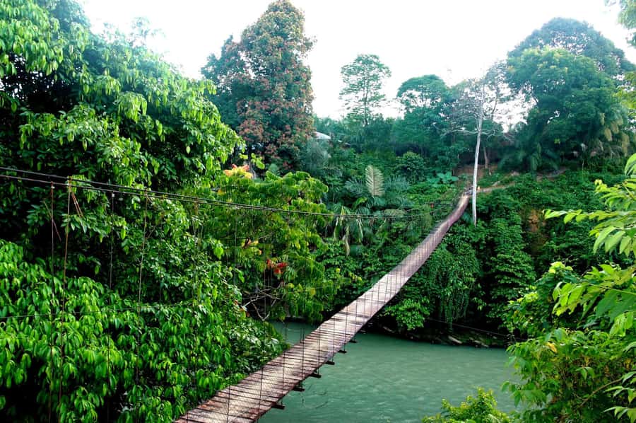 Medan: Mount Leuser National Park Full-Day Trip - The jungle hike: shaded trails, uneven footing, real effort