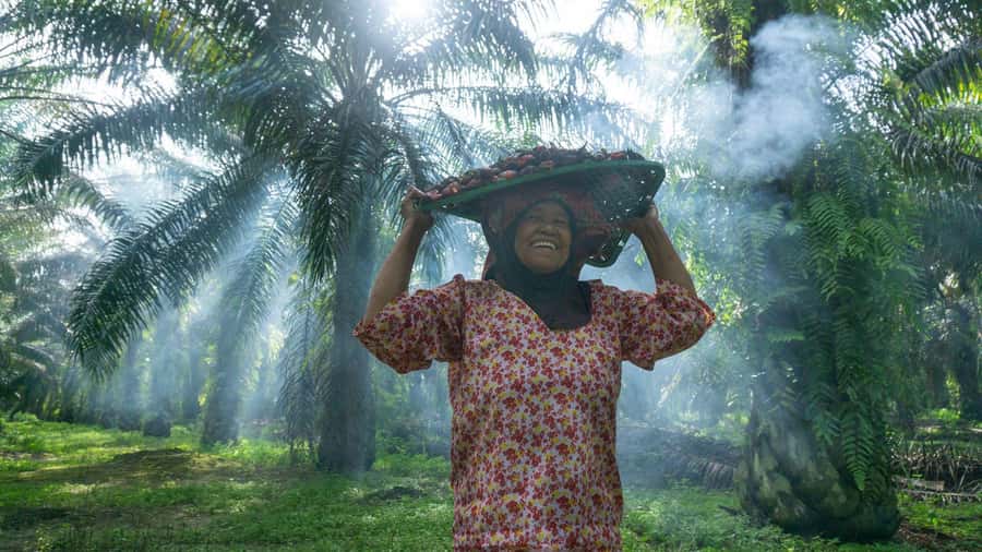 Medan: Mount Leuser National Park Full-Day Trip - What to pack for the heat, bugs, and uneven trails