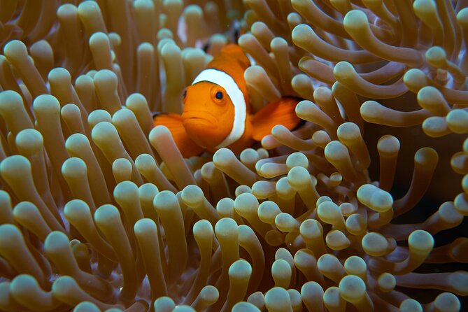 Menjangan island snorkeling full day boat trip - What You Can Expect to See: Coral Forests, Fish Schools, and Turtles (If Lucky)