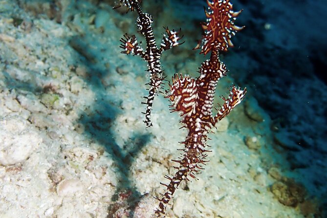 Menjangan island snorkeling full day boat trip - Who This Menjangan Snorkeling Trip Fits Best