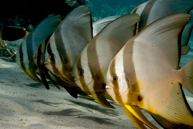 Menjangan island snorkeling full day boat trip - Two One-Hour Guided Snorkel Sessions: The Real Value in the Schedule