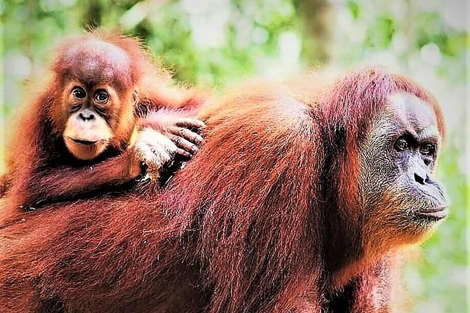 Monkey Business 2 days - 1 night Jungle Trekking (including rafting) - Jungle trekking in Gunung Leuser is about seeing, not just hiking