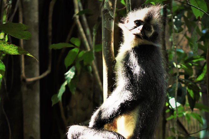 Monkey Business 2 days - 1 night Jungle Trekking (including rafting) - What’s included matters more than the headline features