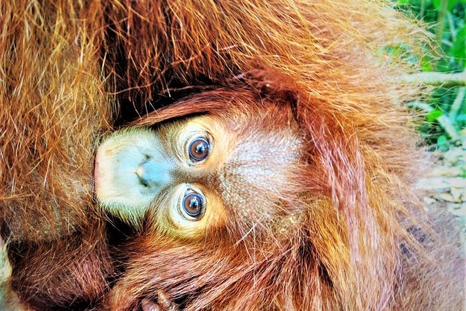 Monkey Business 2 days - 1 night Jungle Trekking (including rafting) - The 2-day plan: from overnight trekking to waterfalls and rafting