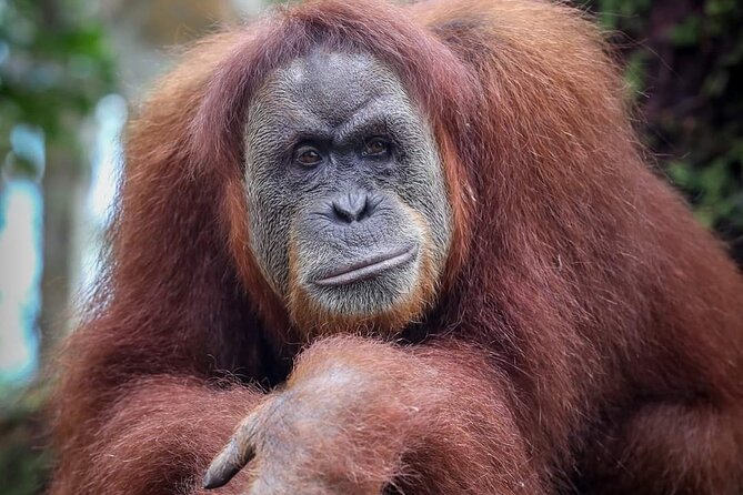 Monkey Business 3 days - 2 nights Jungle trekking (including rafting) - Wildlife spotting that actually feels guided, not random