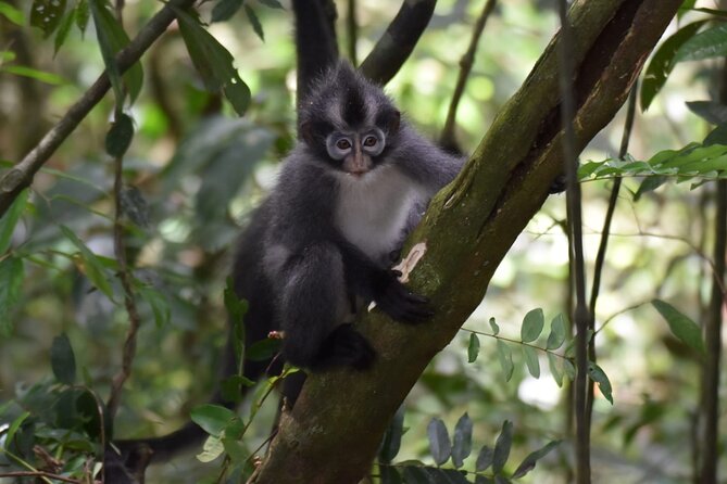 Monkey Business 3 days - 2 nights Jungle trekking (including rafting) - Jungle camp comfort: mosquito nets, toilets, and the real world