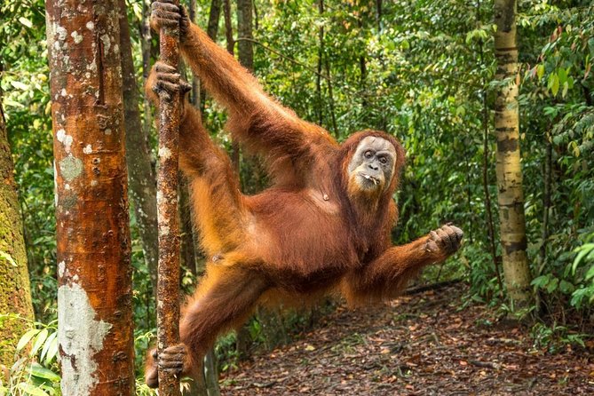 Monkey Business 3 days - 2 nights Jungle trekking (including rafting) - Day 1: settling into the overnight trek rhythm in Gunung Leuser