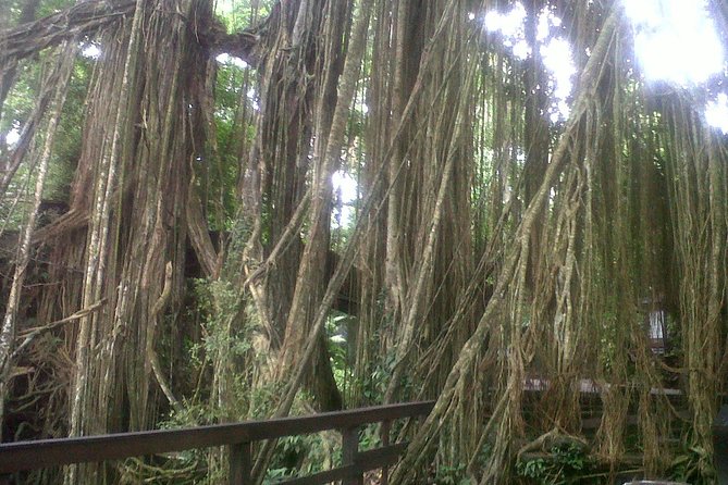 Monkey Forest, Ubud, Waterfall and Rice Terrace - A Private Ubud Day That Feels Like Your Day
