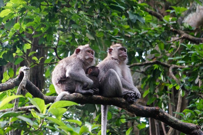 Monkey Forest, Ubud, Waterfall and Rice Terrace - Tegalalang Rice Terrace: The Classic View, Two Chances to Get It Right