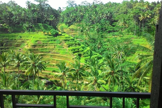 Monkey Forest, Ubud, Waterfall and Rice Terrace - Pickup in Ubud: Easy Start, Clear Meeting Rhythm