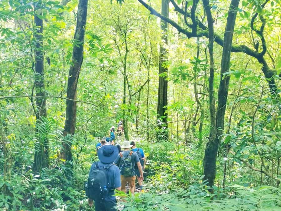 Munduk : Jungle Trekking,Canoeing,waterfall &authentic lunch - Hindu Temples in the Forest: Spiritual Stops Without the Museum Vibe