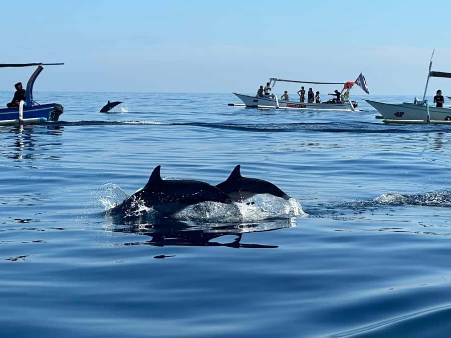 North Bali: Dolphin, Ulun Danu Temple, & Banyumala Waterfall - Price and value: what $57 gets you