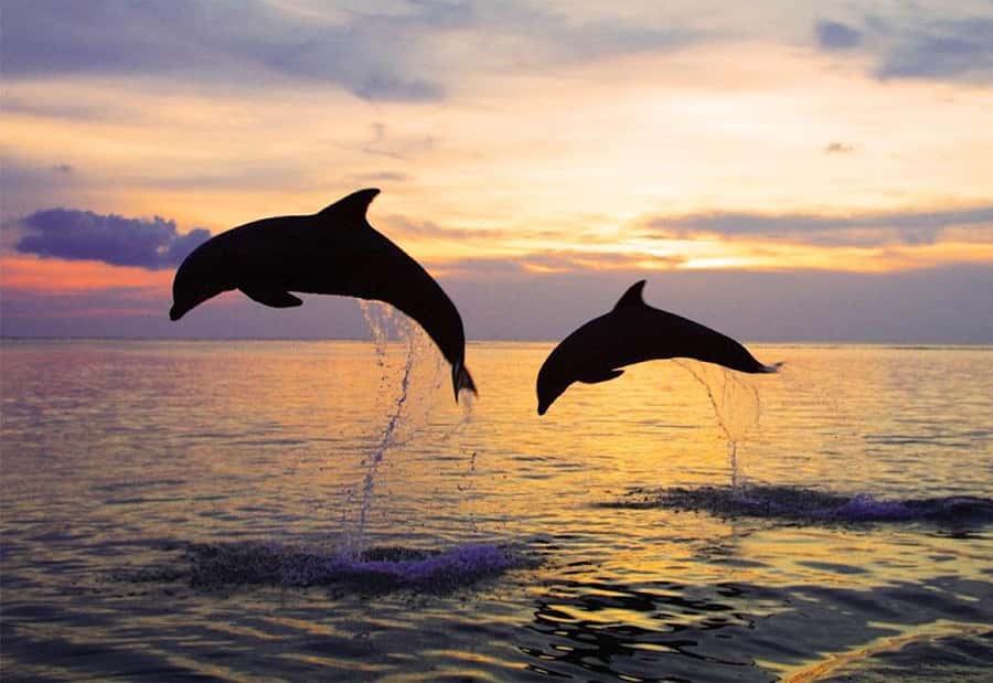 North Bali: Dolphin, Ulun Danu Temple, & Banyumala Waterfall - Dolphin viewing and swimming: what you do in the water